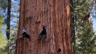 Climbing General Sherman Tree
