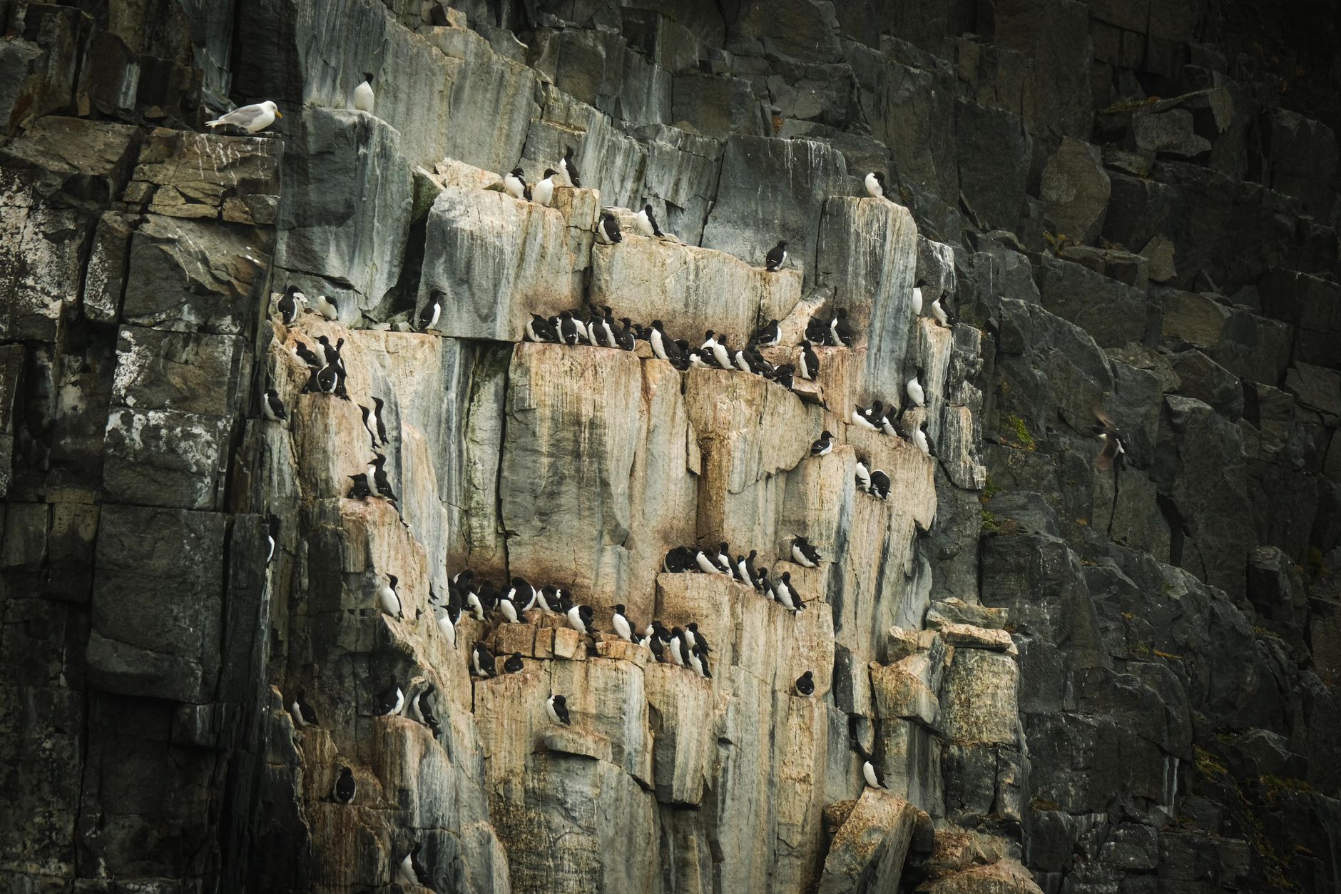 UK wild birds at their lowest level on record, seabirds hit hardest