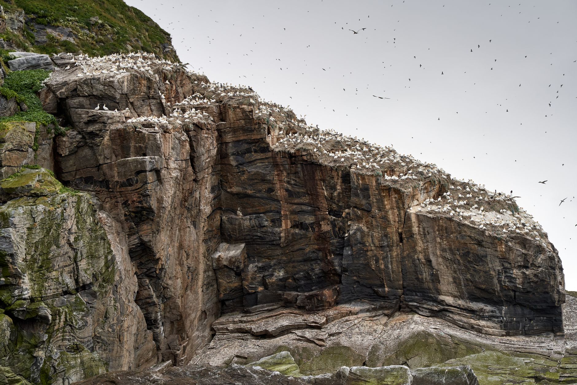 Seabird colony on a layered rock cliff, with white birds crowding the ledges and many more flying in a grey sky.